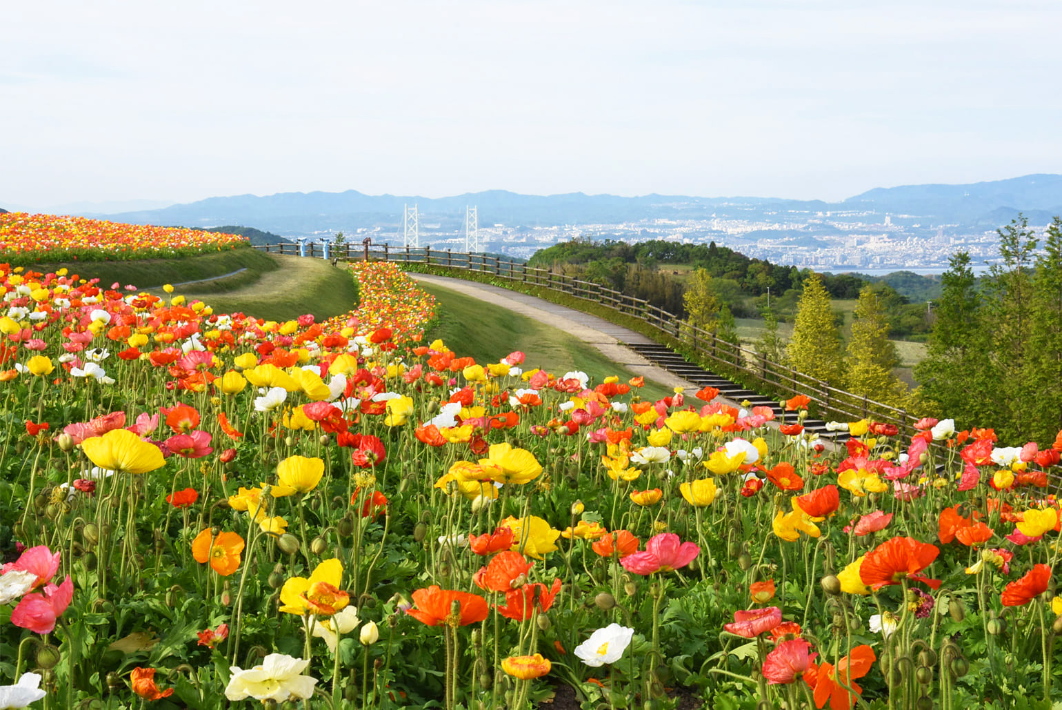 杜鹃花|淡路岛美爵温泉度假酒店【官方】