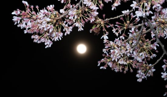 从冬天到春天的星星变得美丽的夜空