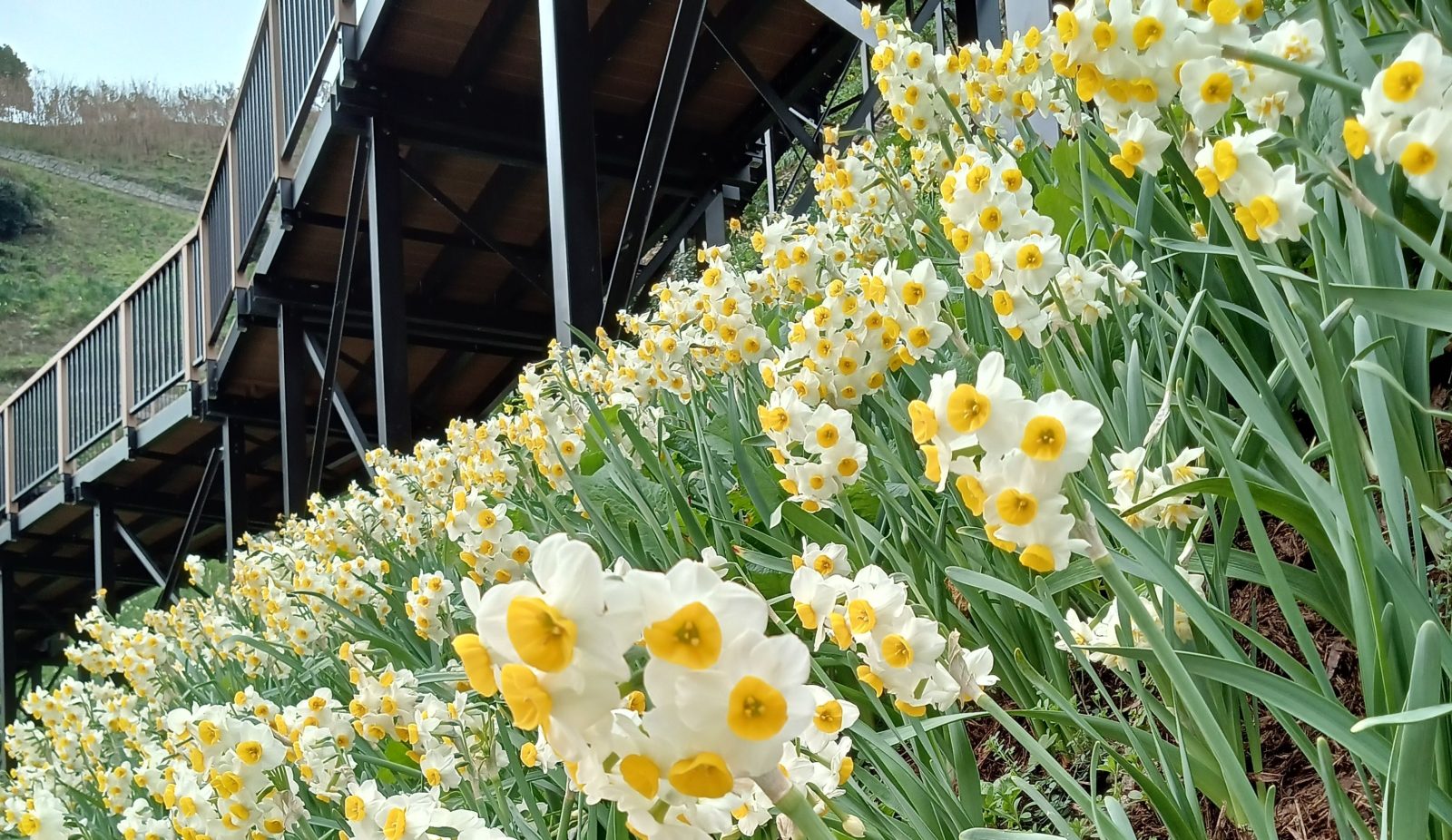 Nada Kuroiwa Narcissus Town | Grand Mercure Awaji Island Resort & Spa [Official]