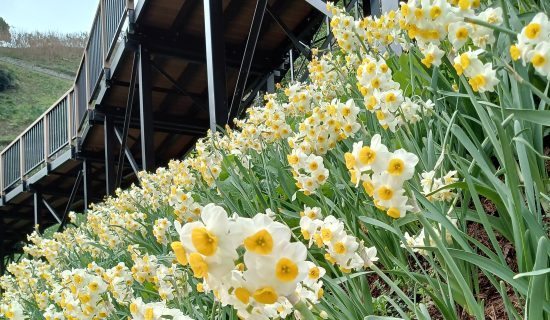 Nada Kuroiwa Narcissus Township