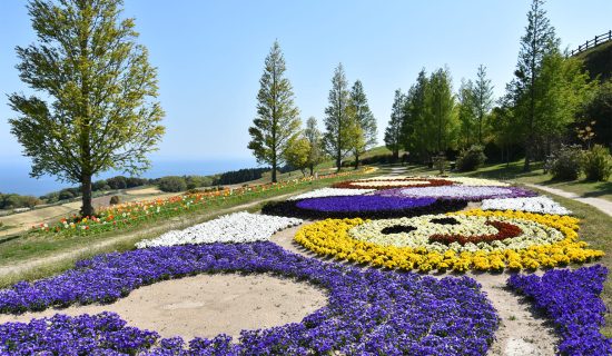 鮑魚花齊