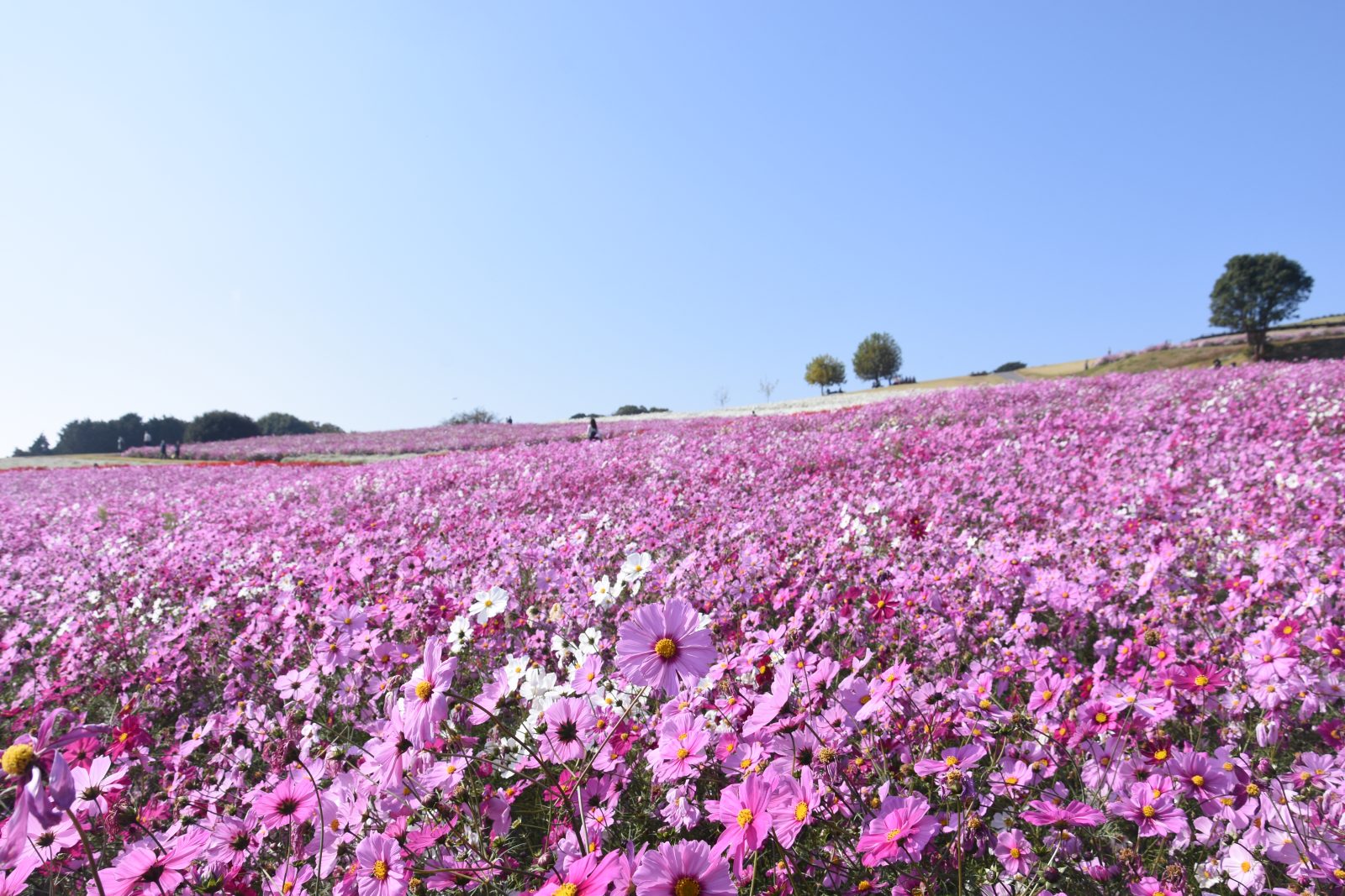 あわじ花さじき｜グランドメルキュール淡路島リゾート＆スパ【公式】