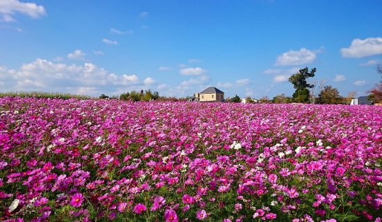 淡路ファームパーク イングランドの丘