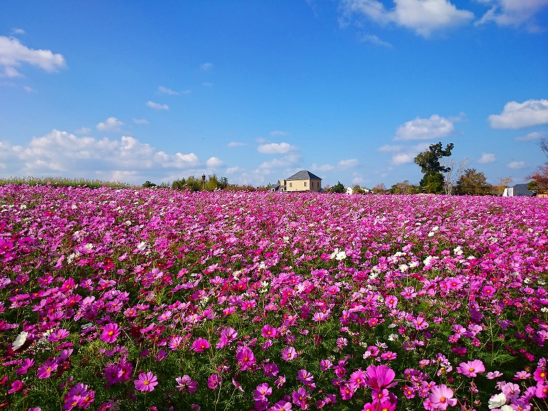 淡路農場公園球場之丘